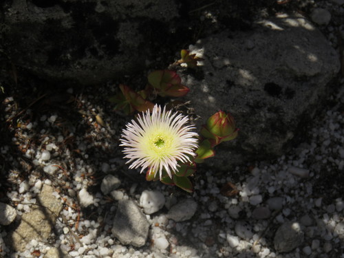 Image of Rock Spoonfig (Erepsia forficata) by (c) Jeremy Gilmore, some rights reserved (CC BY)