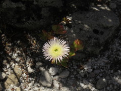 Erepsia forficata
