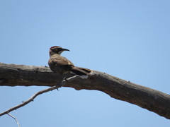 Pomatostomus ruficeps
