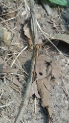 Neurothemis intermedia intermedia