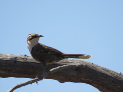 Pomatostomus ruficeps