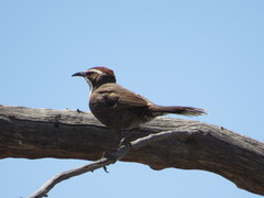 Pomatostomus ruficeps