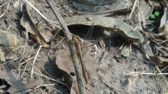 Neurothemis intermedia intermedia