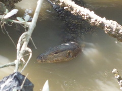 Varanus salvator macromaculatus