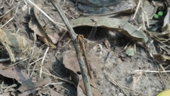 Neurothemis intermedia intermedia