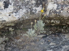 Euryops pectinatus pectinatus