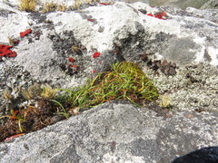 Ornithogalum schlechterianum