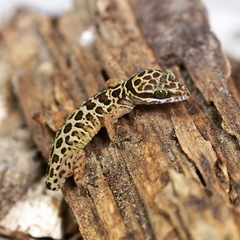 Cyrtodactylus zebraicus