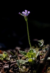Primula malacoides