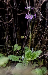Primula malacoides
