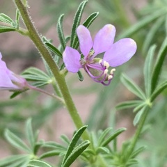 Cleome rubella