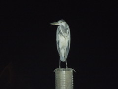 Ardea cinerea
