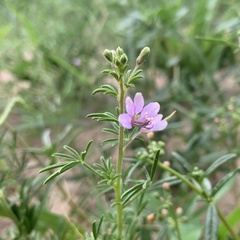 Cleome rubella
