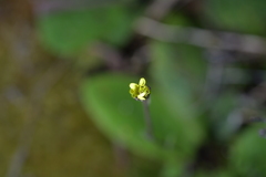 Brachyglottis lagopus
