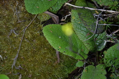 Brachyglottis lagopus