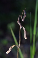 Gastrodia minor