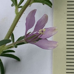 Cleome rubella