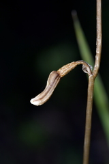 Gastrodia minor