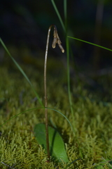 Gastrodia minor