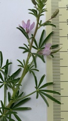 Cleome rubella