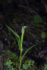 Pterostylis irsoniana