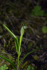 Pterostylis irsoniana