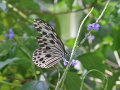 Ideopsis gaura