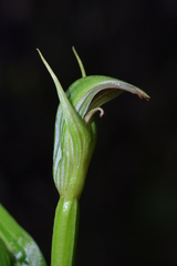 Pterostylis irsoniana