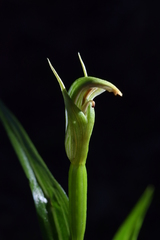 Pterostylis irsoniana