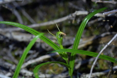 Pterostylis irsoniana