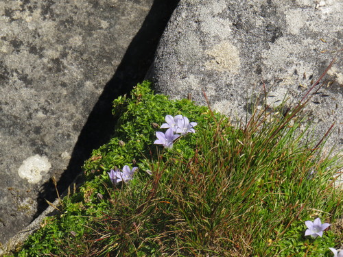 Image of Roella muscosa by (c) Jeremy Gilmore, some rights reserved (CC BY)