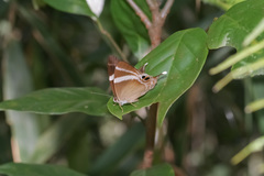 Abisara neophron