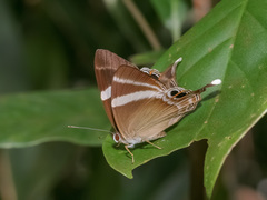Abisara neophron