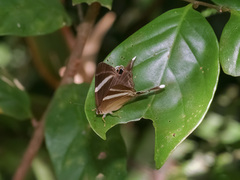 Abisara neophron