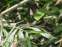 Abisara neophron