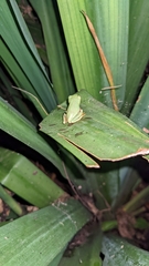 Agalychnis annae