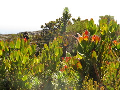 Osmitopsis asteriscoides