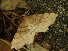 Xerodes rufescentaria