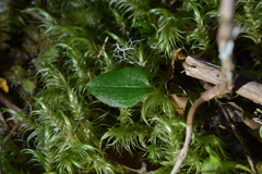 Adenochilus gracilis