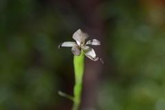 Adenochilus gracilis