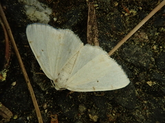 Lomographa bimaculata