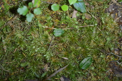 Adenochilus gracilis