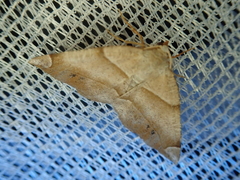 Endropiodes indictinaria