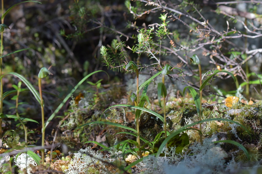 Pterostylis cernua