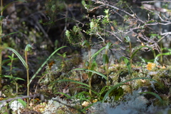 Pterostylis cernua