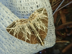 Evecliptopera illitata