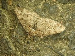 Pseuderannis lomozemia