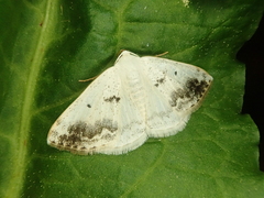 Lomographa temerata