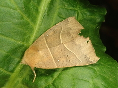 Goniocraspidum pryeri