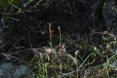 Pterostylis cernua